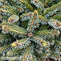 #6 Picea omor Kamenz/ Serbian Spruce