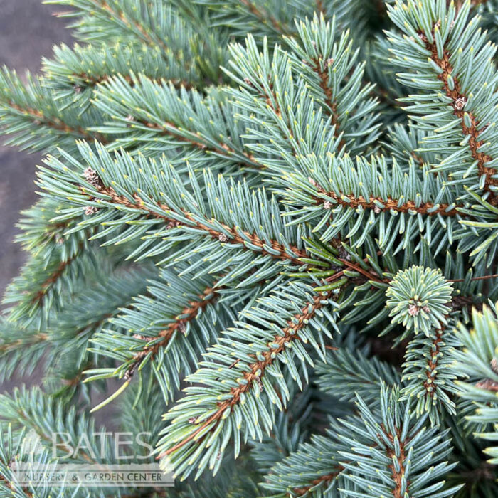 #6 Picea pun Lundeby's Dwarf/ Dwarf Blue Spruce