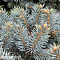 #6 Picea pun Moonstone/ Dwarf Globe Blue Spruce