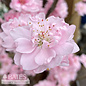 #7 Prunus persica Corinthian Pink/ Double  Flowering Peach