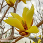 #7 SINGLE Magnolia acum x den Butterflies/ Yellow Deciduous
