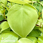 4p! Philodendron Lemon Lime /Tropical