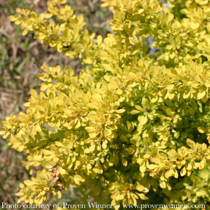 #2 Berberis thun PW Sunjoy 'Citrus'/ Barberry