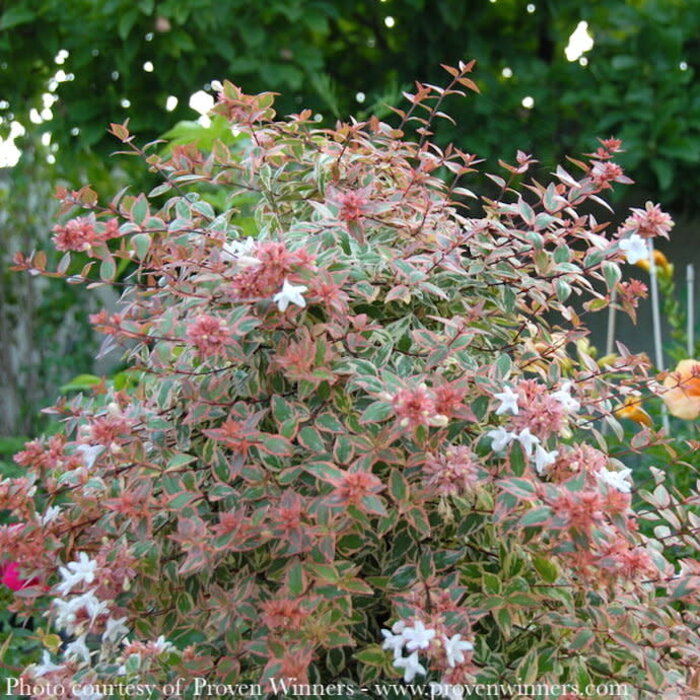 #3 Abelia grand PW Tres Amigos/ Variegated