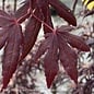 #3 Acer pal Peve Starfish/ Upright Red Japanese Maple