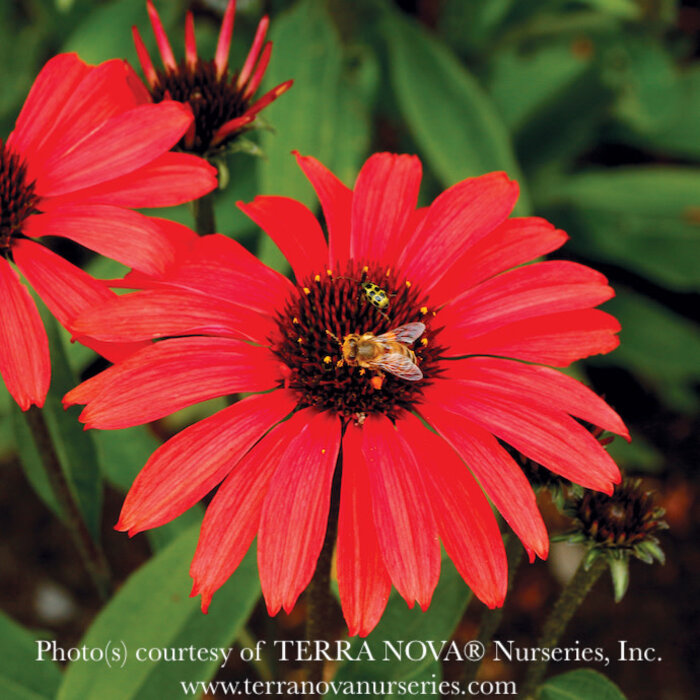 #1 Echinacea x Prima 'Ruby'/ Coneflower