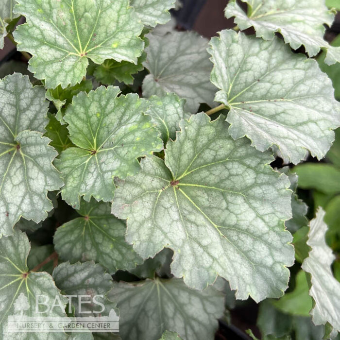 #1 Heuchera amer Dale's Strain/ Coral Bells Native (TN)