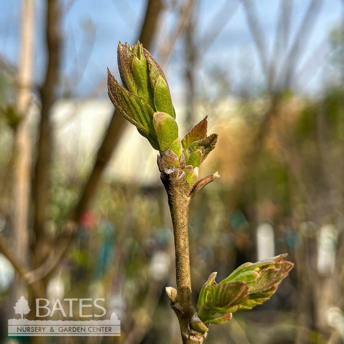 Edible #5 Castanea mollissima/ Chinese Chestnut