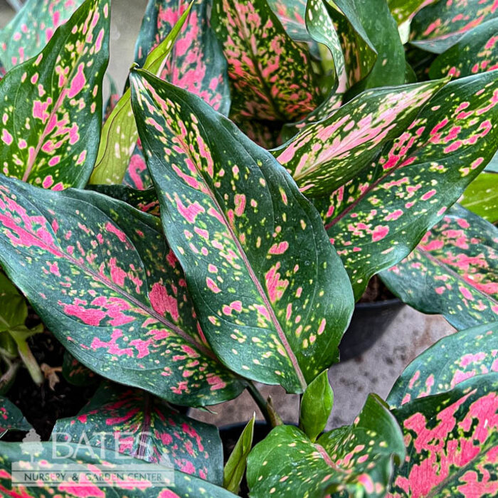 6p! Aglaonema Narrow Spinel / Chinese Evergreen /Tropical