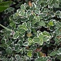 #2 Euonymus fortunei Emerald Gaiety/ Variegated Wintercreeper