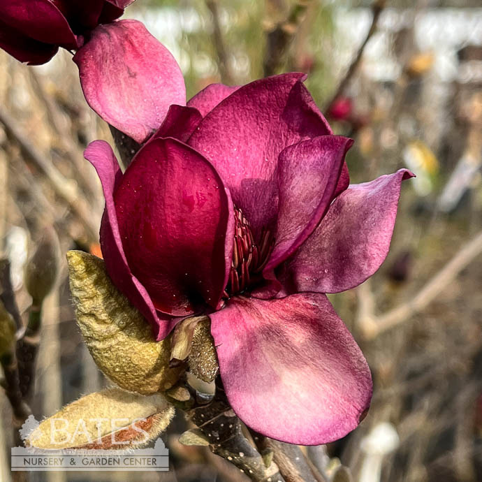 #15 Magnolia x Genie/ Compact Deciduous Dark Pink