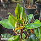 #7 Magnolia grand Kay Parris/ Native (TN)