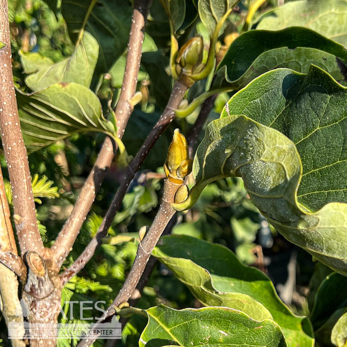 #5 TREE Magnolia x Sunsation/ SINGLE Deciduous Yellow
