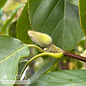 #7 SINGLE Magnolia acum x den Butterflies/ Yellow Deciduous