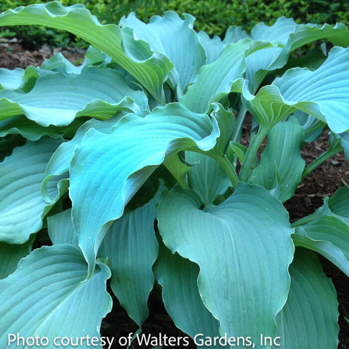 #1 Hosta Neptune/ Blue 2023 Hosta of the Year