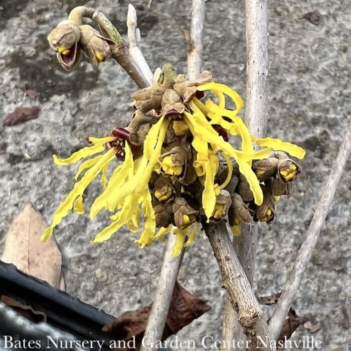 #5 Hamamelis x Arnold's Promise/ Witch Hazel