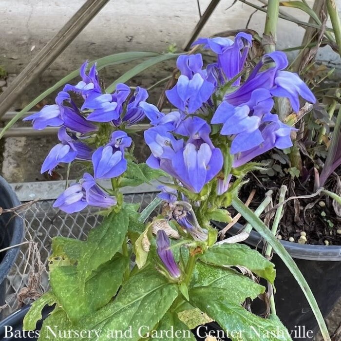 #1 Lobelia siphilitica/ Great Blue Cardinal Flower Native (TN)