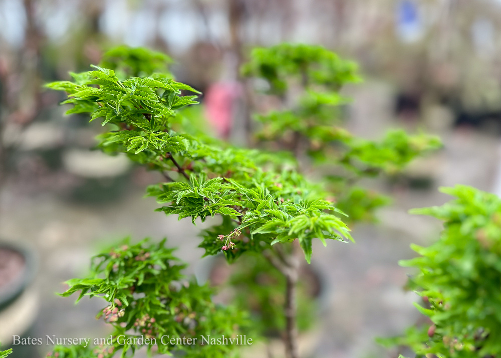 Adaptable Asian Acers