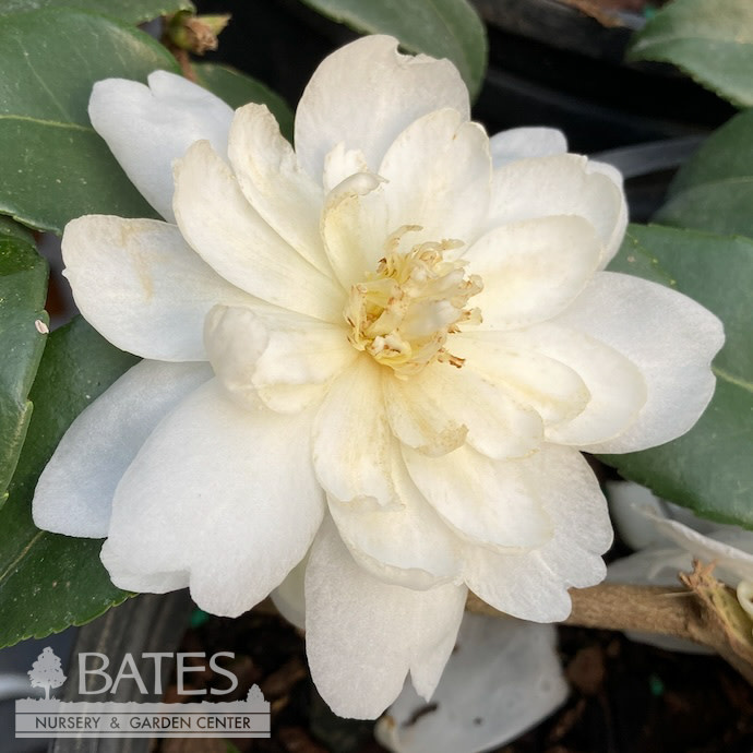 #3 Camellia x Winter's Waterlily/ White - No Warranty