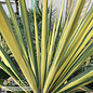 #1 Yucca fil Color Guard/ Variegated Yellow Native (TN)