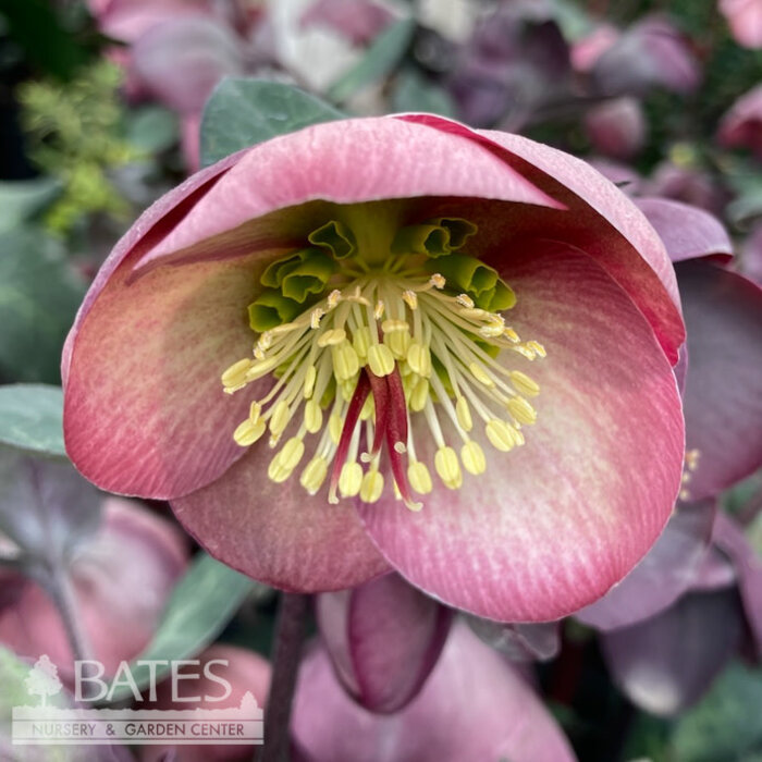 #1 Helleborus Frost Kiss 'Penny's Pink'/ Lenten Rose