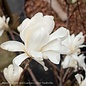 #7 Magnolia stellata Royal Star/ Deciduous White