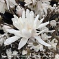 #7 Magnolia stellata Royal Star/ Deciduous White