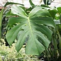 4p! Philodendron Split Leaf /Monstera deliciosa /Tropical