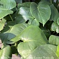 4p! Philodendron Split Leaf /Monstera deliciosa /Tropical