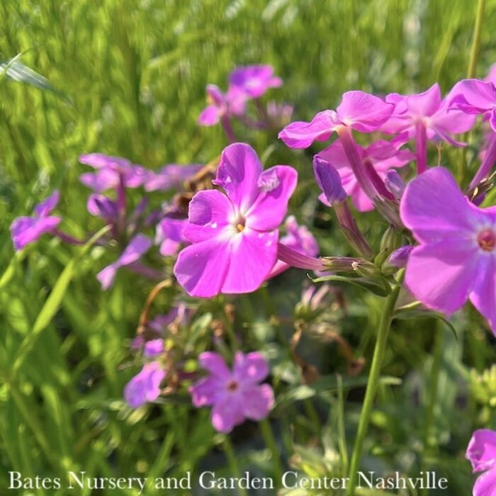 #1 Phlox x PW Opening Act Romance/ Rich Lavender-pink Garden