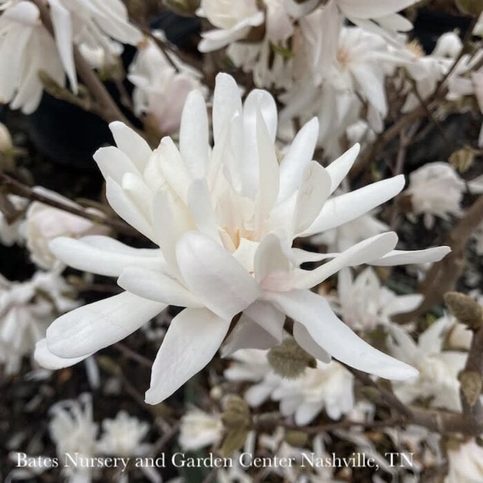 #2 Magnolia stellata Royal Star/ Deciduous White