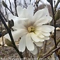 #2 Magnolia stellata Royal Star/ Deciduous White