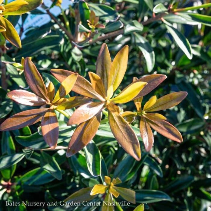 #7 Cleyera japonica 'Conthery'  SL Bronze Beauty/ Ternstroemia