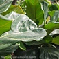 12p! Ficus Lyrata STD /LITTLE Fiddleleaf Fig /Tropical - No Warranty