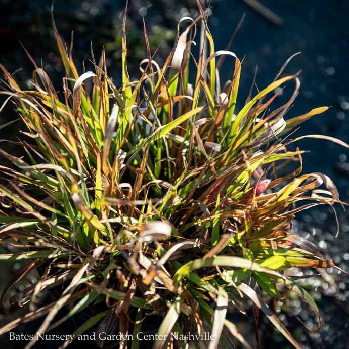 #1 Grass Eragrostis spectabilis/ Purple Love Native (TN)