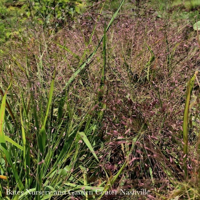 #1 Grass Eragrostis spectabilis/ Purple Love Native (TN)