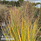 #3 Grass Panicum virg Northwind/ Switch Native (TN)