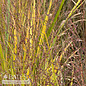 #1 Grass Panicum virg Northwind/ Switch Native (TN)