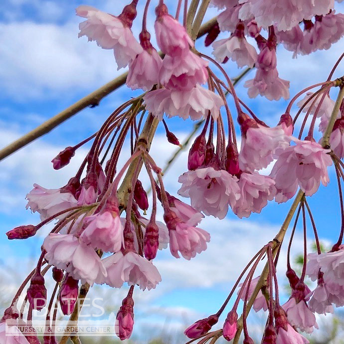 #10 Prunus sub Pendula/ Pink Weeping Higan Flowering Cherry Short Graft