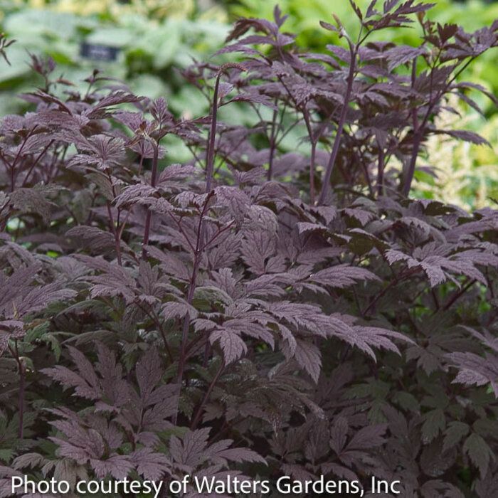 #1 Actaea (Cimicifuga) rug Hillside Black Beauty/ Bugbane