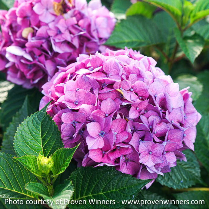 #3 Hydrangea mac PW Let's Dance Lovable /Bigleaf/ Compact Mophead Repeat Blue or Pink