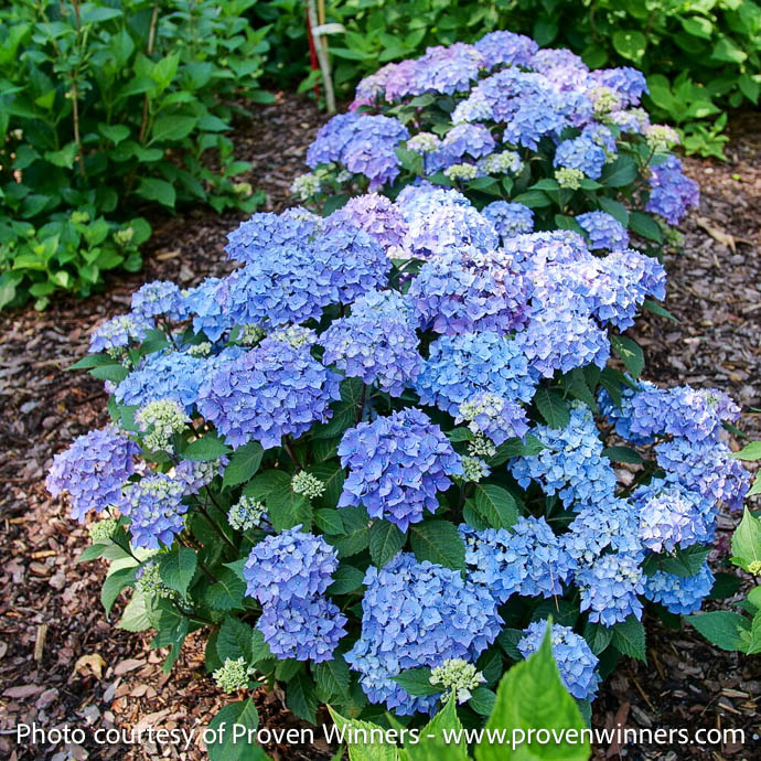 #3 Hydrangea mac PW Let's Dance Lovable /Bigleaf/ Compact Mophead Repeat Blue or Pink