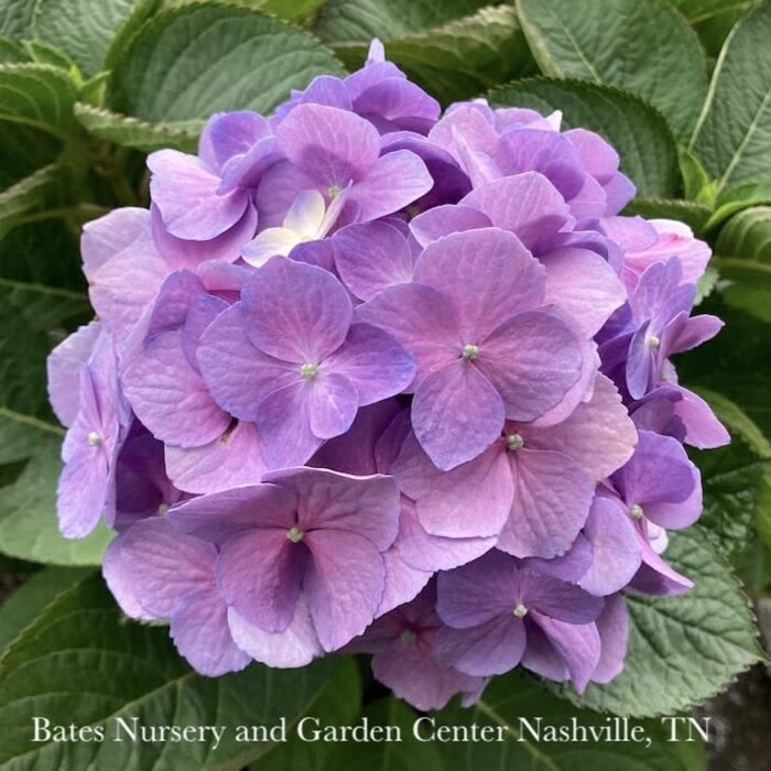 #3 Hydrangea mac PW Let's Dance Sky View/ Bigleaf Mophead Rebloom Blue to Pink