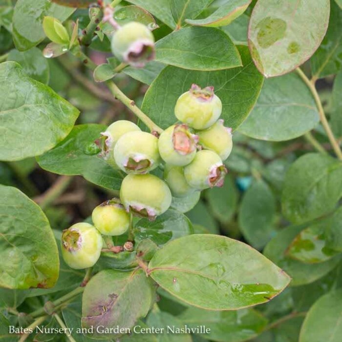 Edible #2 Vaccinium cory Bushel and Berry Silver Dollar/ Blueberry Native (TN)