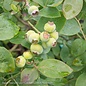 Edible #2 Vaccinium cory Bushel and Berry Silver Dollar/ Blueberry Native (TN)