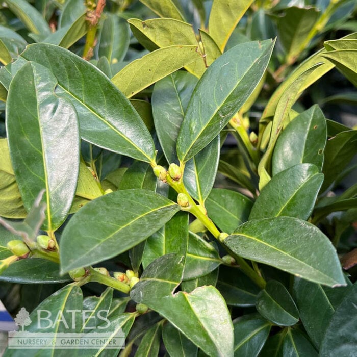 #5  Prunus lauro Greenfinity/ Cherry Laurel
