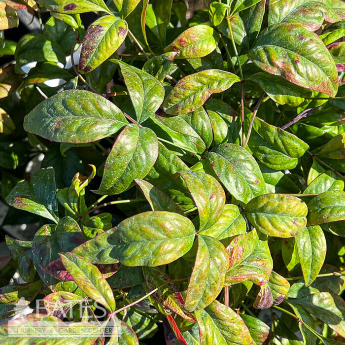 #1 Nandina dom Atropurpurea Nana/ Dwarf Heavenly Bamboo