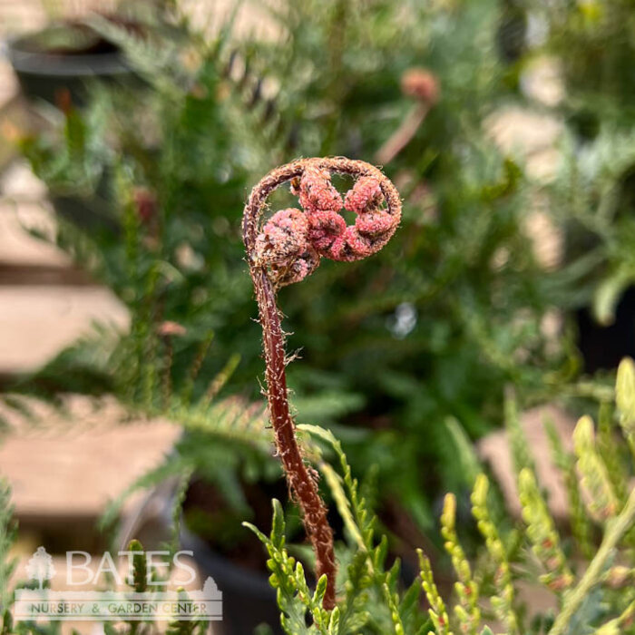 #1 Dryopteris ery Prolifica/ Prolific Copper Shield Fern