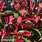 #5 Photinia x Fireball Red/ Compact Red Tip