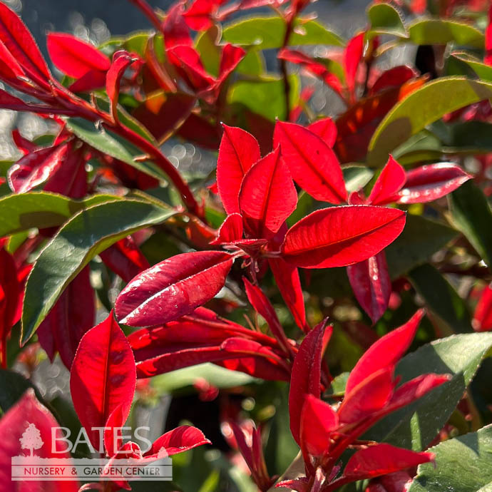 #5 Photinia x Fireball Red/ Compact Red Tip
